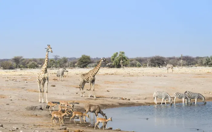 Framed Print : Giraffe -Giraffa camelopardalis- and Black-faced impalas-Aepyceros melampus petersi- at the Chudob waterhole, Etosha National Park, Namibia
