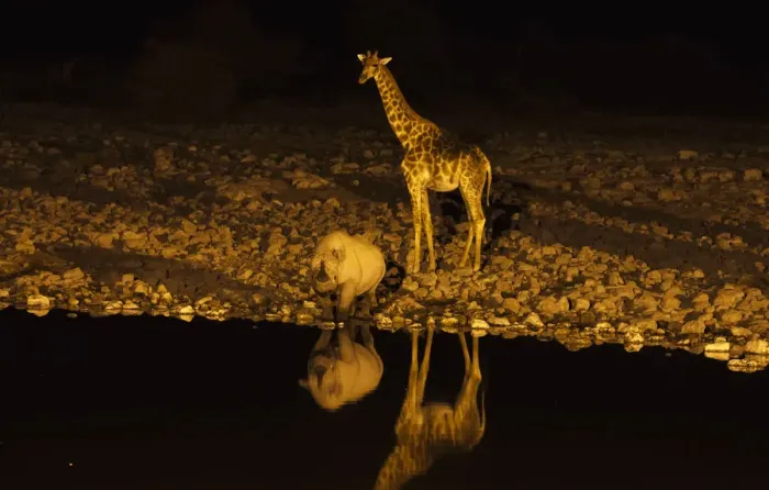 Framed Print : Giraffe -Giraffa camelopardalis- and Black or Hook-lipped Rhinoceros -Diceros bicornis- at waterhole at night, Etosha National Park, Namibia, Africa Framed Print : Giraffe -Giraffa camelopardalis- and Black or Hook-lipped Rhinoceros -Diceros bicornis- at waterhole at night, Etosha National Park, Namibia, Africa