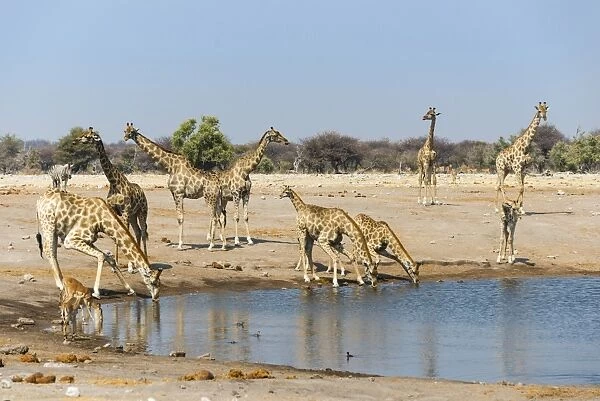 Giraffe -Giraffa camelopardalis- and Blackfaced Impala -Aepyceros melampus petersi- drinking at Chudob waterhole, Etosha National Park, Namibia