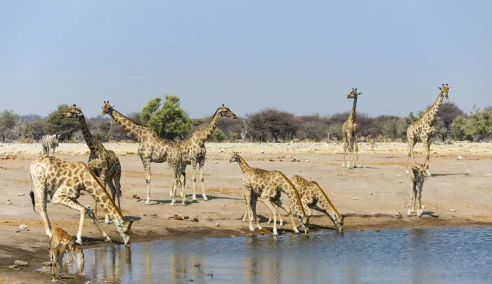 Framed Print : Giraffe -Giraffa camelopardalis- and Blackfaced Impala -Aepyceros melampus petersi- drinking at Chudob waterhole, Etosha National Park, Namibia Framed Print : Giraffe -Giraffa camelopardalis- and Blackfaced Impala -Aepyceros melampus petersi- drinking at Chudob waterhole, Etosha National Park, Namibia