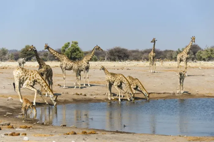 Framed Print : Giraffe -Giraffa camelopardalis- and Blackfaced Impala -Aepyceros melampus petersi- drinking at Chudob waterhole, Etosha National Park, Namibia Framed Print : Giraffe -Giraffa camelopardalis- and Blackfaced Impala -Aepyceros melampus petersi- drinking at Chudob waterhole, Etosha National Park, Namibia