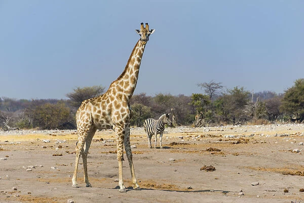 Giraffe -Giraffa camelopardalis- and Burchells Zebra -Equus burchellii- at Chudob waterhole, Etosha National Park, Namibia