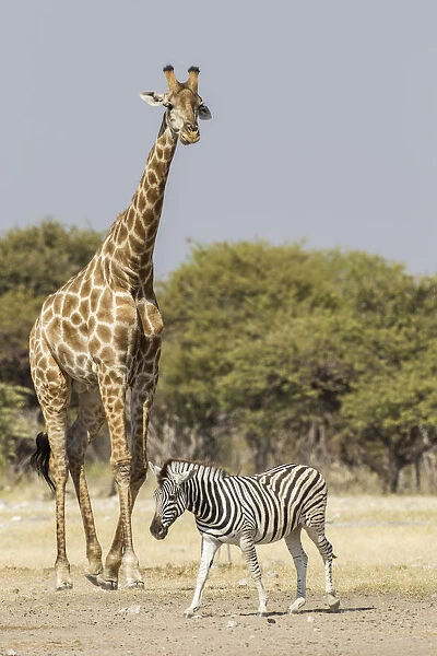 Giraffe -Giraffa camelopardalis- and Burchells zebra -Equus quagga-, Etosha National Park, Namibia, Africa