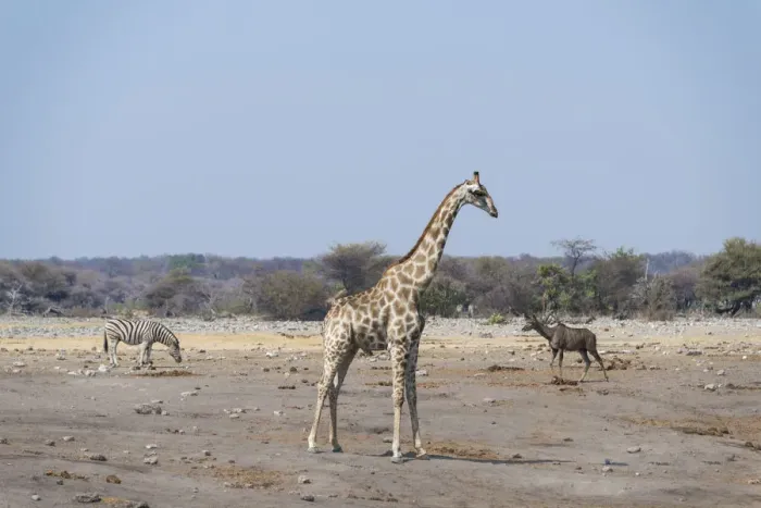 Framed Print : Giraffe -Giraffa camelopardalis- and Burchells Zebra -Equus burchellii- at the Chudob waterhole, Etosha National Park, Namibia Framed Print : Giraffe -Giraffa camelopardalis- and Burchells Zebra -Equus burchellii- at the Chudob waterhole, Etosha National Park, Namibia