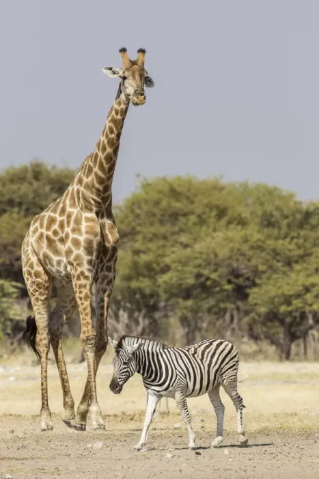 Framed Print : Giraffe -Giraffa camelopardalis- and Burchells zebra -Equus quagga-, Etosha National Park, Namibia, Africa Framed Print : Giraffe -Giraffa camelopardalis- and Burchells zebra -Equus quagga-, Etosha National Park, Namibia, Africa