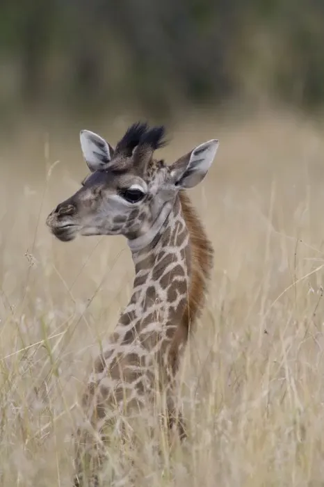 Framed Print : Giraffe (Giraffa camelopardalis) calf in tall grass, close-up Framed Print : Giraffe (Giraffa camelopardalis) calf in tall grass, close-up