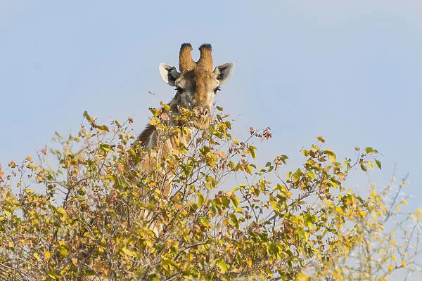 Giraffe -Giraffa camelopardalis- behind camelthorn-bush, Etosha National Park, Namibia