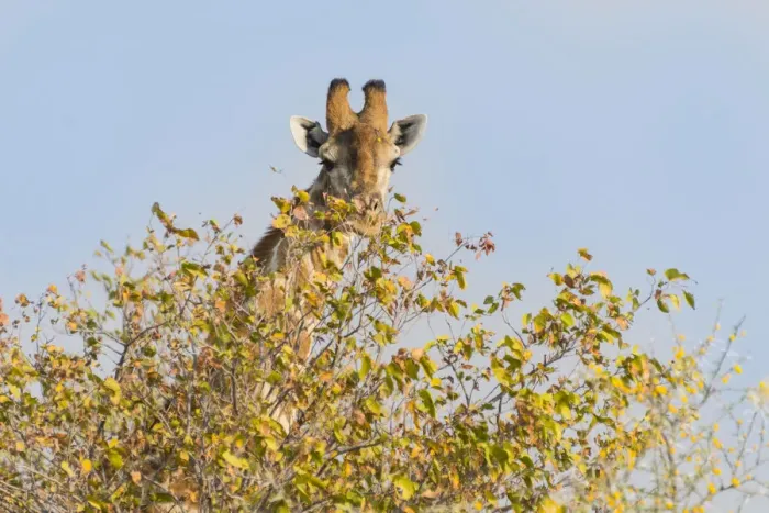 Framed Print : Giraffe -Giraffa camelopardalis- behind camelthorn-bush, Etosha National Park, Namibia Framed Print : Giraffe -Giraffa camelopardalis- behind camelthorn-bush, Etosha National Park, Namibia