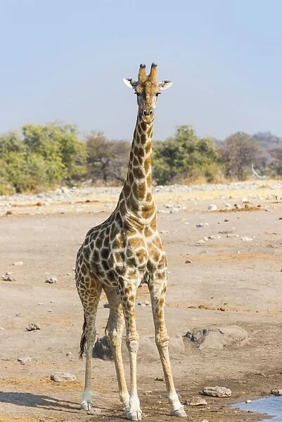 Giraffe -Giraffa camelopardalis- is at the Chudob waterhole, Etosha National Park, Namibia