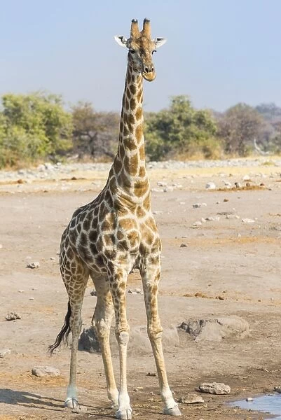 Giraffe -Giraffa camelopardalis- is at the Chudob waterhole, Etosha National Park, Namibia
