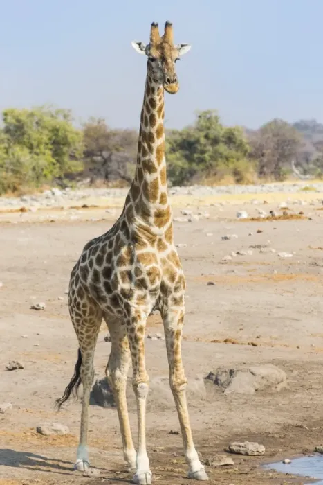 Framed Print : Giraffe -Giraffa camelopardalis- is at the Chudob waterhole, Etosha National Park, Namibia Framed Print : Giraffe -Giraffa camelopardalis- is at the Chudob waterhole, Etosha National Park, Namibia
