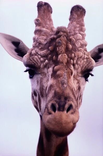 Giraffe (Giraffa Camelopardalis), Close-Up