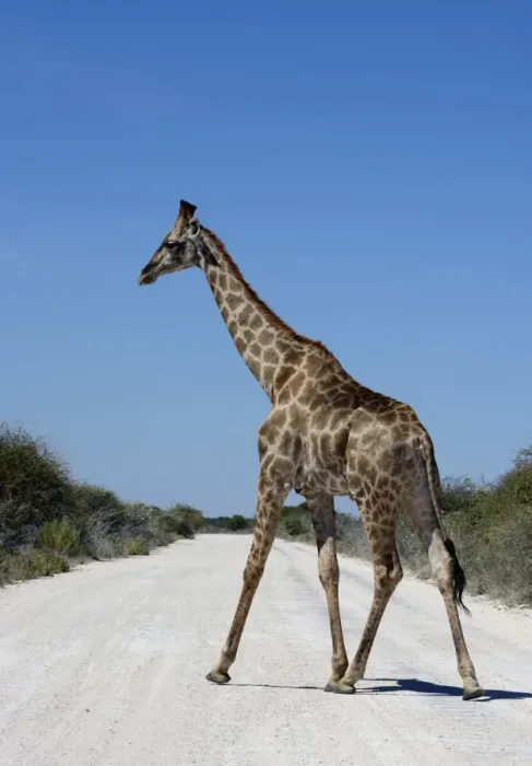 Framed Print : Giraffe -Giraffa camelopardalis- crossing a road, Etosha National Park, Namibia