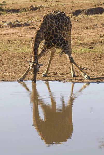Giraffe -Giraffa camelopardalis- drinking at a waterhole, Kruger National Park, South Africa
