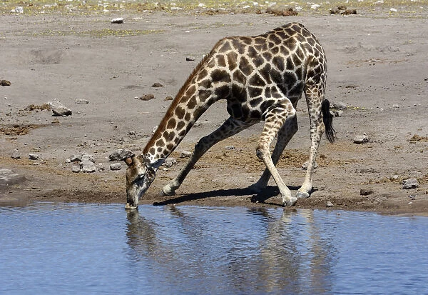 Giraffe -Giraffa camelopardalis- drinking at a waterhole, Etosha National Park, Namibia