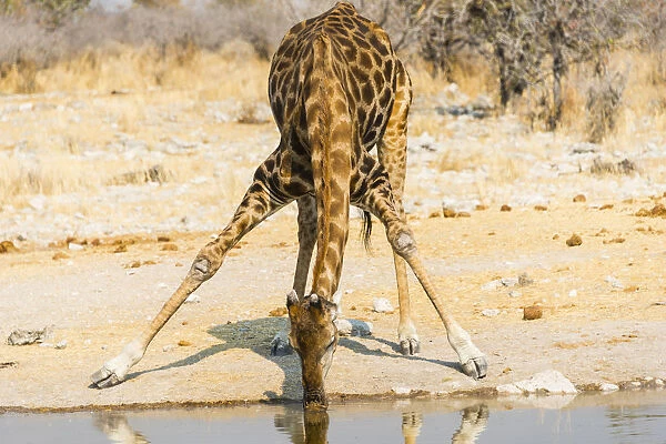 Giraffe -Giraffa camelopardalis- drinking at Kalkheuwel waterhole, Etosha National Park, Namibia