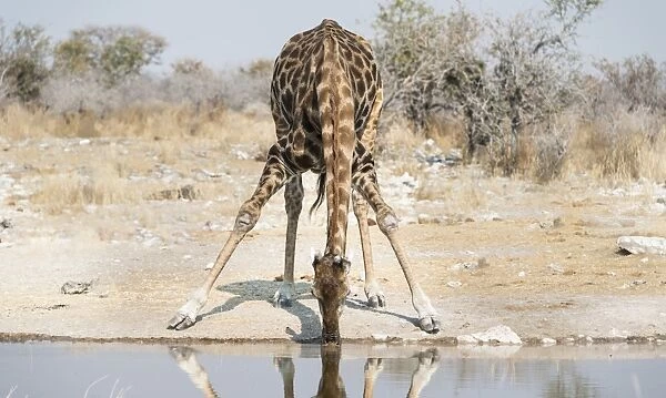Giraffe -Giraffa camelopardalis- drinking at the Kalkheuwel waterhole, Etosha National Park, Namibia
