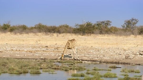 Giraffe -Giraffa camelopardalis- drinking at a waterhole, Etosha National Park, Namibia
