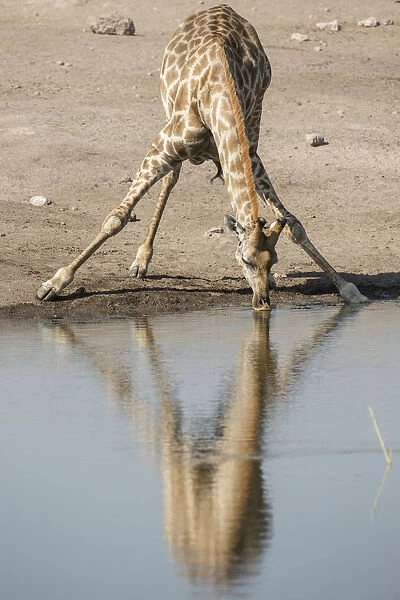 Giraffe -Giraffa camelopardalis-, drinking, Etosha National Park, Namibia, Africa