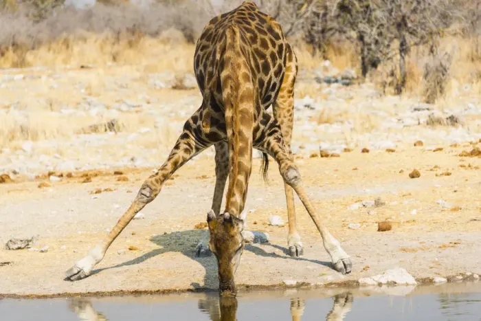 Framed Print : Giraffe -Giraffa camelopardalis- drinking at Kalkheuwel waterhole, Etosha National Park, Namibia Framed Print : Giraffe -Giraffa camelopardalis- drinking at Kalkheuwel waterhole, Etosha National Park, Namibia