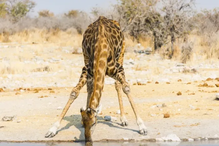 Framed Print : Giraffe -Giraffa camelopardalis- drinking at Kalkheuwel waterhole, Etosha National Park, Namibia Framed Print : Giraffe -Giraffa camelopardalis- drinking at Kalkheuwel waterhole, Etosha National Park, Namibia