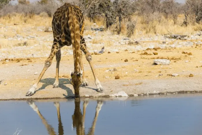 Framed Print : Giraffe -Giraffa camelopardalis- drinking at Kalkheuwel waterhole, Etosha National Park, Namibia Framed Print : Giraffe -Giraffa camelopardalis- drinking at Kalkheuwel waterhole, Etosha National Park, Namibia