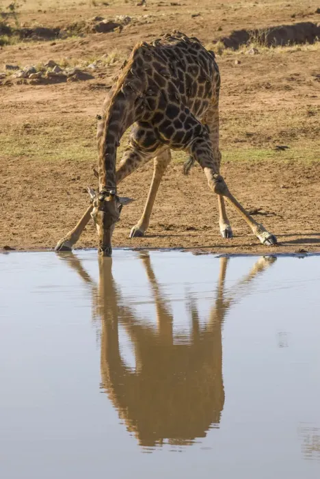Framed Print : Giraffe -Giraffa camelopardalis- drinking at a waterhole, Kruger National Park, South Africa Framed Print : Giraffe -Giraffa camelopardalis- drinking at a waterhole, Kruger National Park, South Africa