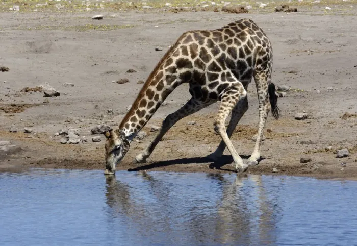 Framed Print : Giraffe -Giraffa camelopardalis- drinking at a waterhole, Etosha National Park, Namibia Framed Print : Giraffe -Giraffa camelopardalis- drinking at a waterhole, Etosha National Park, Namibia