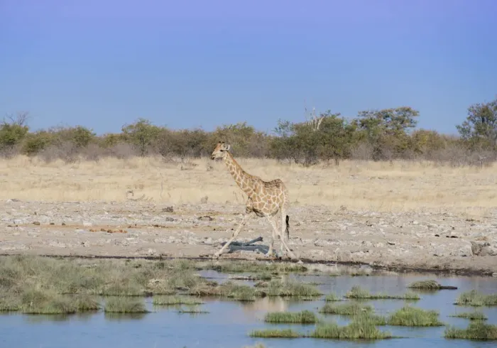 Framed Print : Giraffe -Giraffa camelopardalis- drinking at a waterhole, Etosha National Park, Namibia Framed Print : Giraffe -Giraffa camelopardalis- drinking at a waterhole, Etosha National Park, Namibia