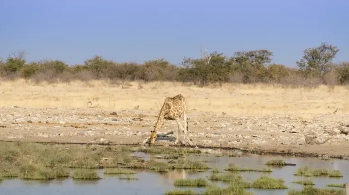 Framed Print : Giraffe -Giraffa camelopardalis- drinking at a waterhole, Etosha National Park, Namibia Framed Print : Giraffe -Giraffa camelopardalis- drinking at a waterhole, Etosha National Park, Namibia