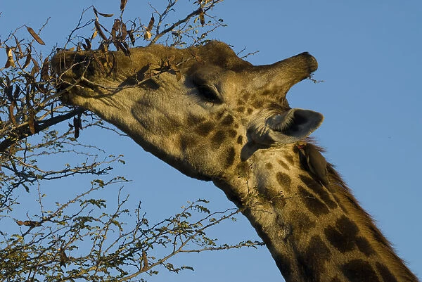 Giraffe -Giraffa camelopardalis- feeding, Kruger National Park, South Africa