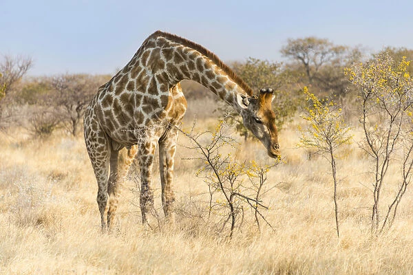 Giraffe -Giraffa camelopardalis- feeding on camelthorn-bush, Etosha National Park, Namibia