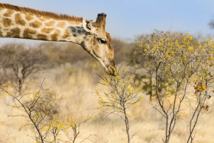 Framed Print : Giraffe -Giraffa camelopardalis- feeding on camelthorn-bush, Etosha National Park, Namibia