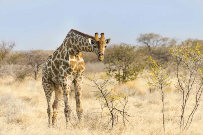 Framed Print : Giraffe -Giraffa camelopardalis- feeding on camelthorn-bush, Etosha National Park, Namibia Framed Print : Giraffe -Giraffa camelopardalis- feeding on camelthorn-bush, Etosha National Park, Namibia
