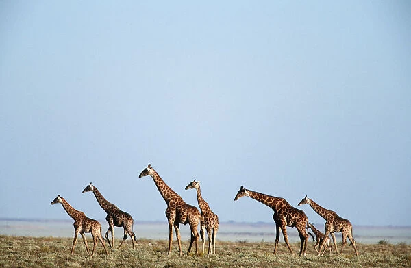 Giraffe (Giraffa camelopardalis) Herd on an Open Plain