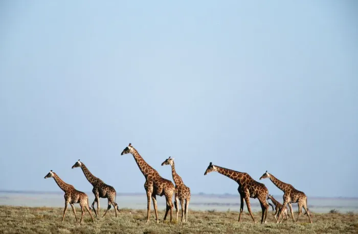 Framed Print : Giraffe (Giraffa camelopardalis) Herd on an Open Plain