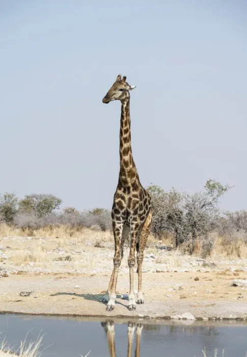 Framed Print : Giraffe -Giraffa camelopardalis- at the Kalkheuwel waterhole, Etosha National Park, Namibia Framed Print : Giraffe -Giraffa camelopardalis- at the Kalkheuwel waterhole, Etosha National Park, Namibia