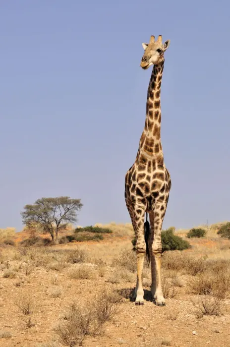 Framed Print : Giraffe (Giraffa camelopardalis) in the Kgalagadi Transfrontier Park, Kalahari, South Africa, Africa Framed Print : Giraffe (Giraffa camelopardalis) in the Kgalagadi Transfrontier Park, Kalahari, South Africa, Africa