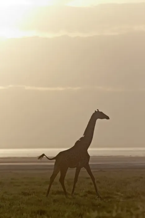 Framed Print : Giraffe -Giraffa camelopardalis- in the morning light, Lake Manyara National Park, Tanzania, Africa Framed Print : Giraffe -Giraffa camelopardalis- in the morning light, Lake Manyara National Park, Tanzania, Africa