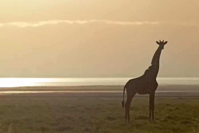 Framed Print : Giraffe -Giraffa camelopardalis- in the morning light, Lake Manyara National Park, Tanzania, Africa Framed Print : Giraffe -Giraffa camelopardalis- in the morning light, Lake Manyara National Park, Tanzania, Africa