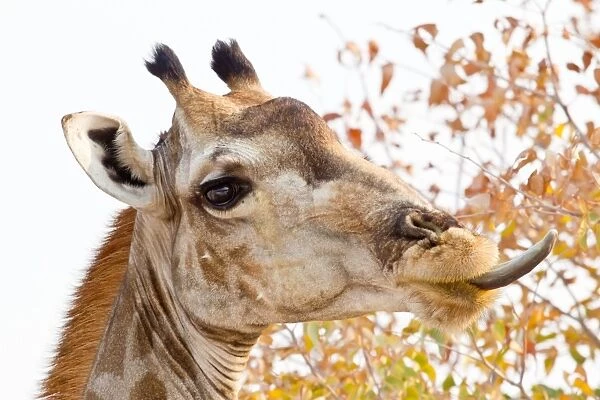Giraffe -Giraffa camelopardalis- portrait, with tongue sticking out, Etosha National Park, Namibia