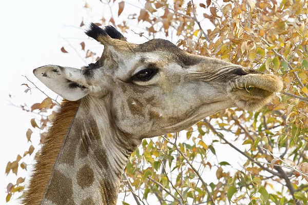 Giraffe -Giraffa camelopardalis-, portrait, feeding on tree, Etosha National Park, Namibia