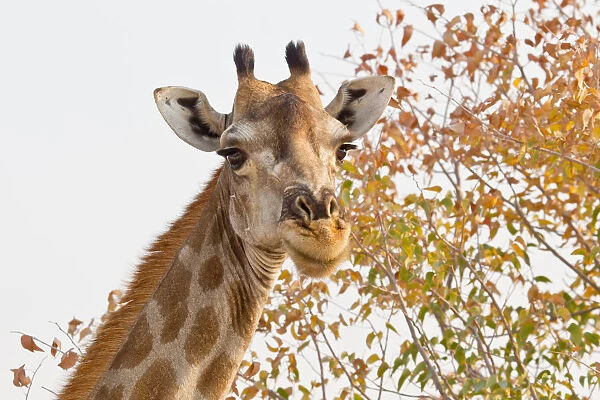 Giraffe -Giraffa camelopardalis-, portrait, Etosha National Park, Namibia