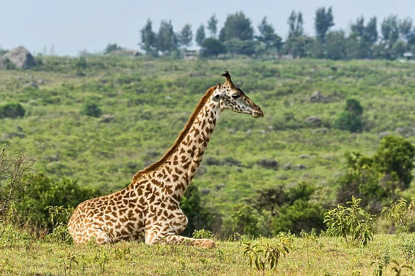 Giraffe -Giraffa camelopardalis- sitting down on grassland, Arusha Region, Tanzania
