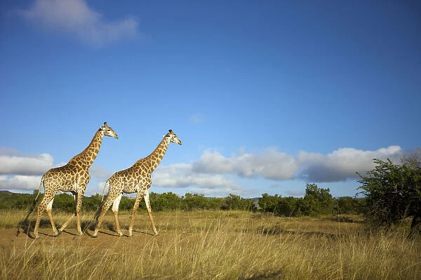 Two Giraffe (Giraffa Camelopardalis) walking