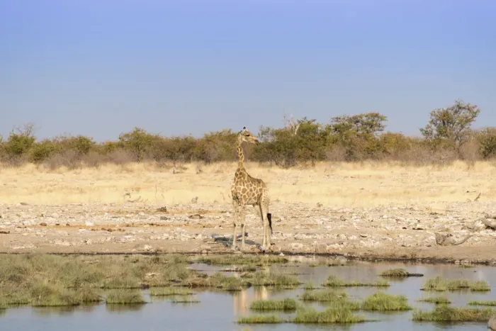 Framed Print : Giraffe -Giraffa camelopardalis- at a waterhole, Etosha National Park, Namibia Framed Print : Giraffe -Giraffa camelopardalis- at a waterhole, Etosha National Park, Namibia