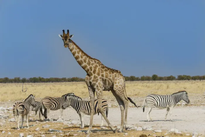 Framed Print : Giraffe -Giraffa camelopardalis- with Zebras, Etosha National Park, Namibia Framed Print : Giraffe -Giraffa camelopardalis- with Zebras, Etosha National Park, Namibia
