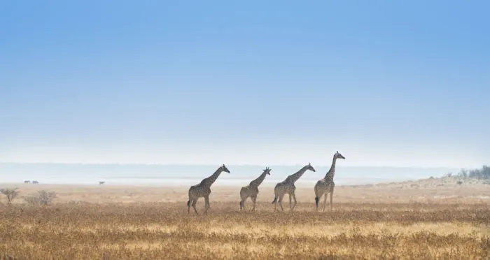 Framed Print : Giraffe -Giraffa camelopardis-, Etosha National Park, Namibia