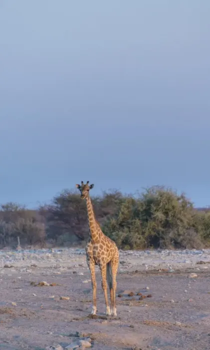Framed Print : Giraffe -Giraffa camelopardis-, Chudop water hole, Etosha National Park, Namibia Framed Print : Giraffe -Giraffa camelopardis-, Chudop water hole, Etosha National Park, Namibia