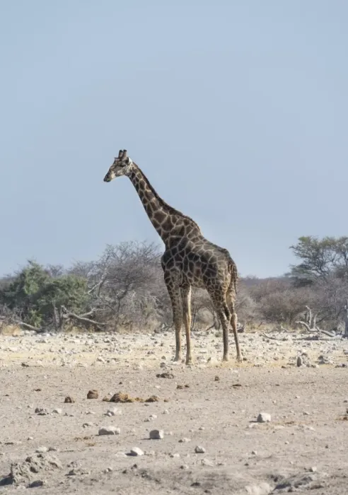 Framed Print : Giraffe -Giraffa camelopardis-, Chudop water hole, Etosha National Park, Namibia Framed Print : Giraffe -Giraffa camelopardis-, Chudop water hole, Etosha National Park, Namibia